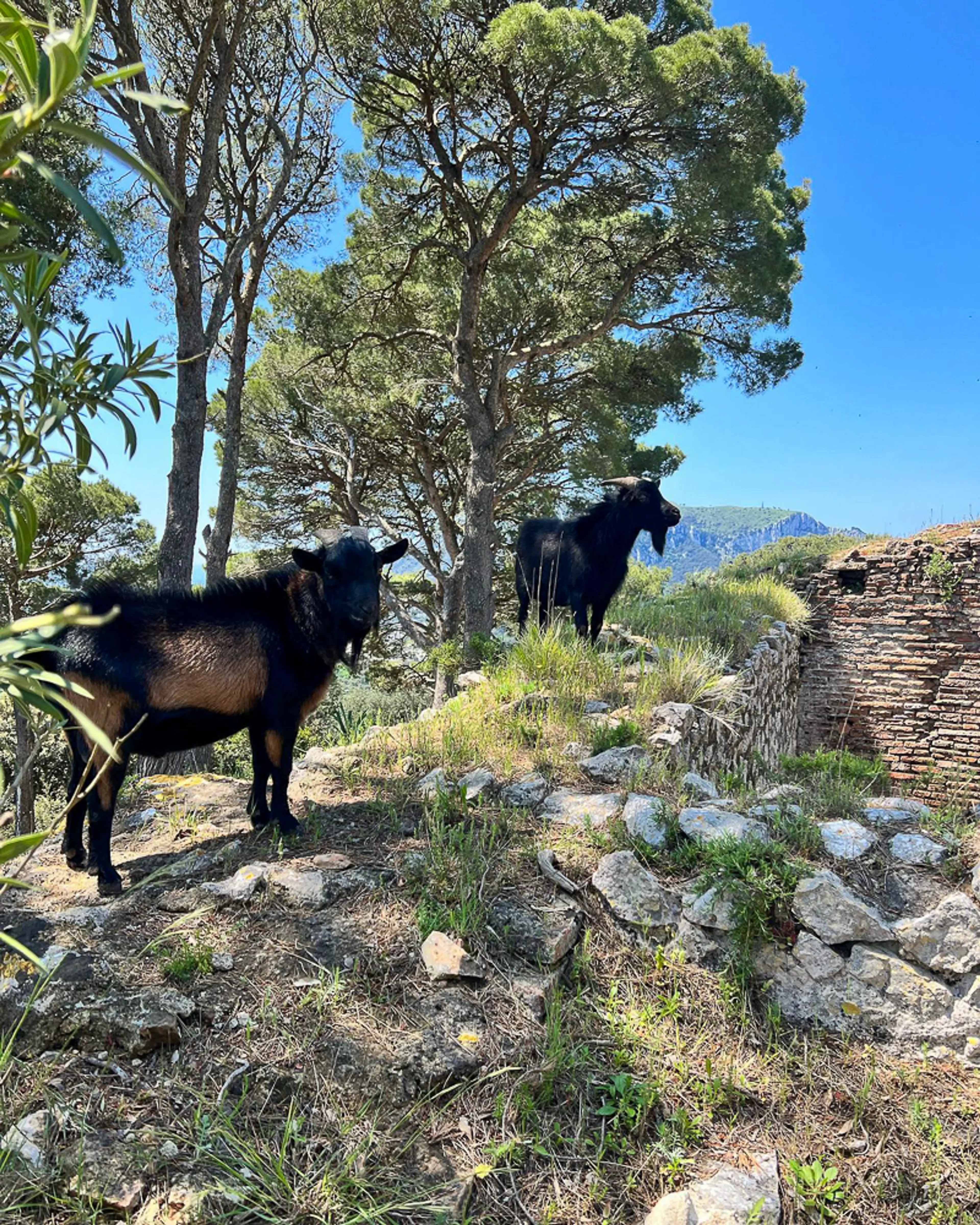 Nesea Capri Instagram