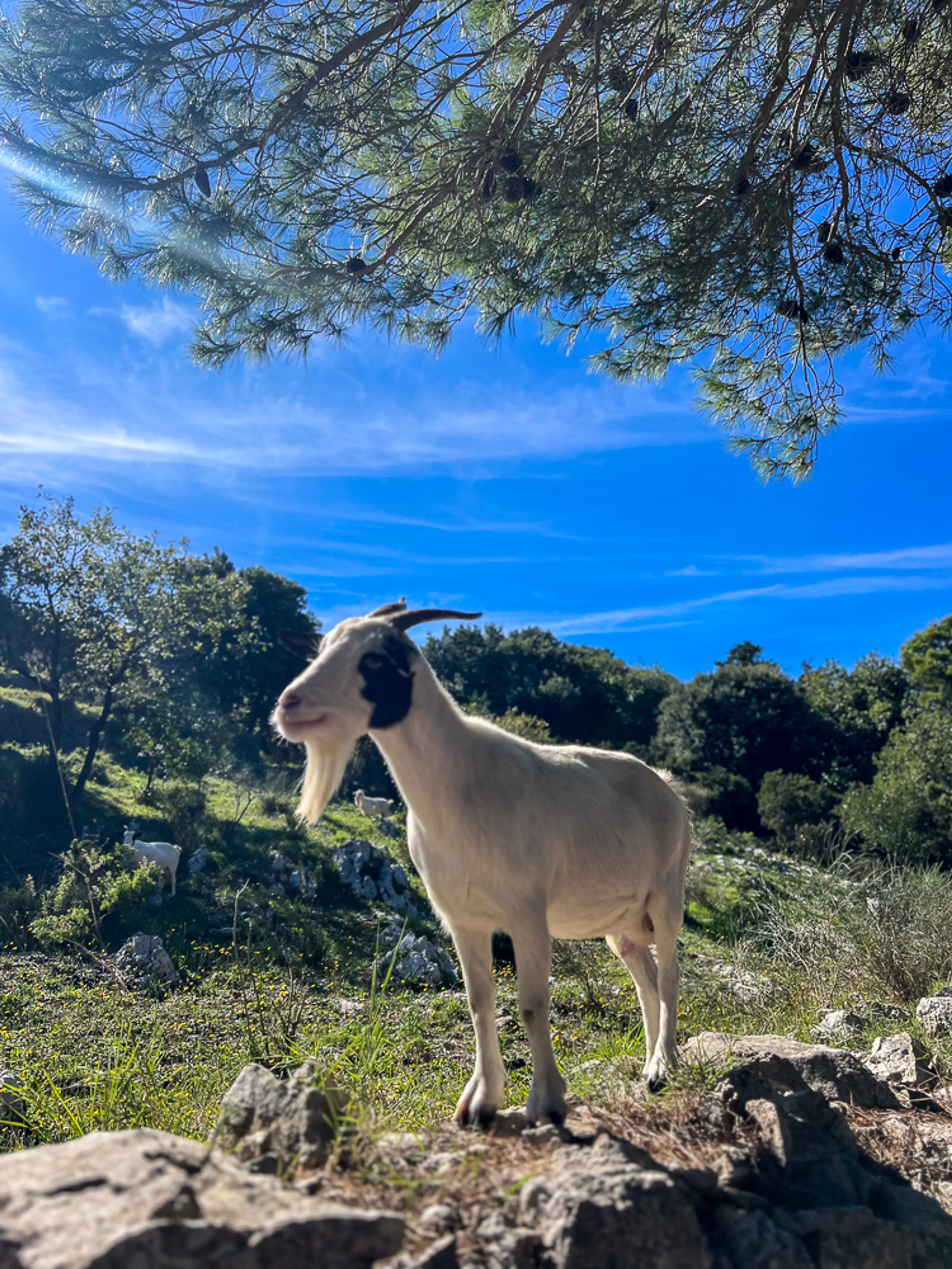 Little goat in Capri