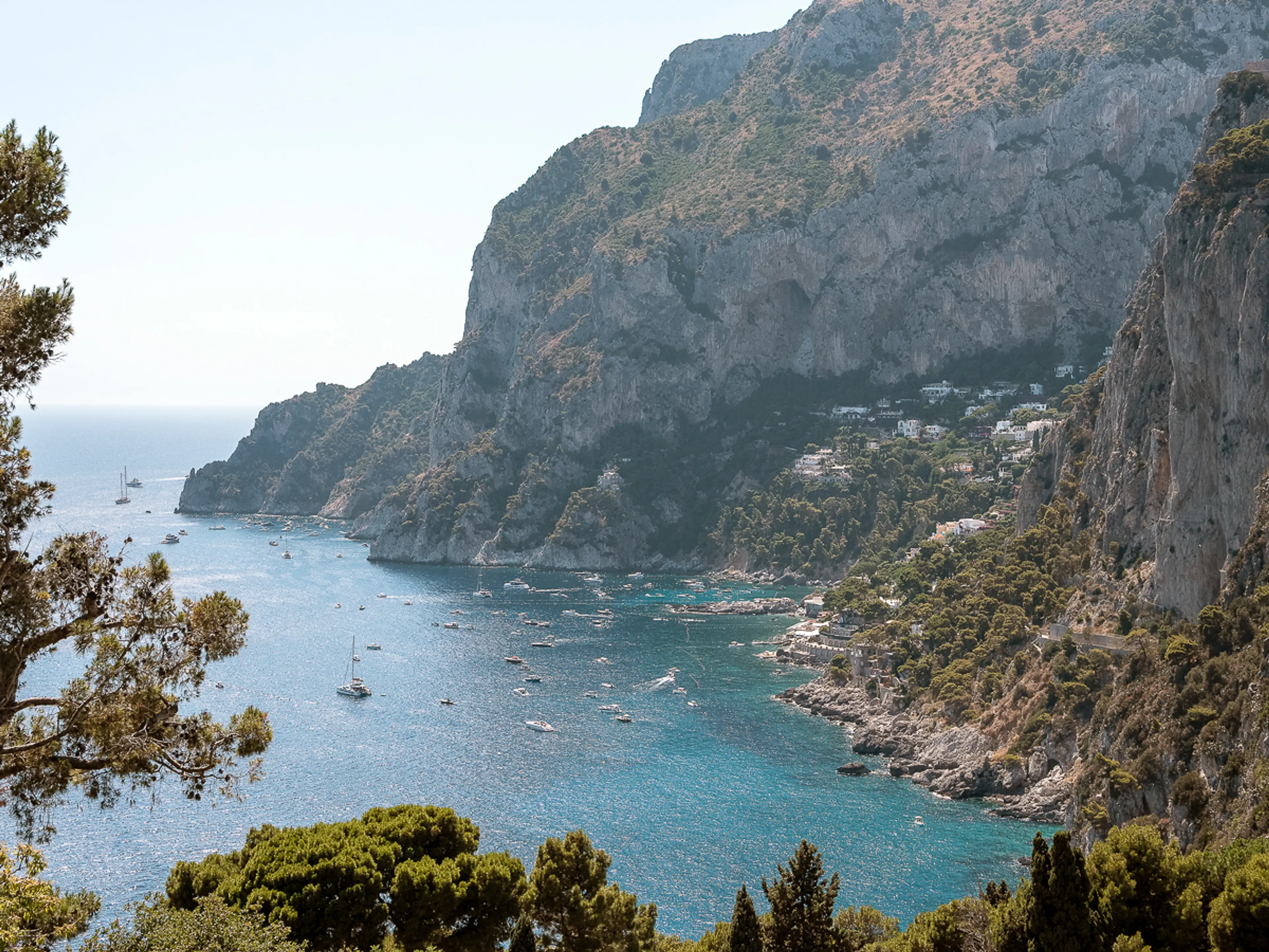 Capri coast with pines and cypress