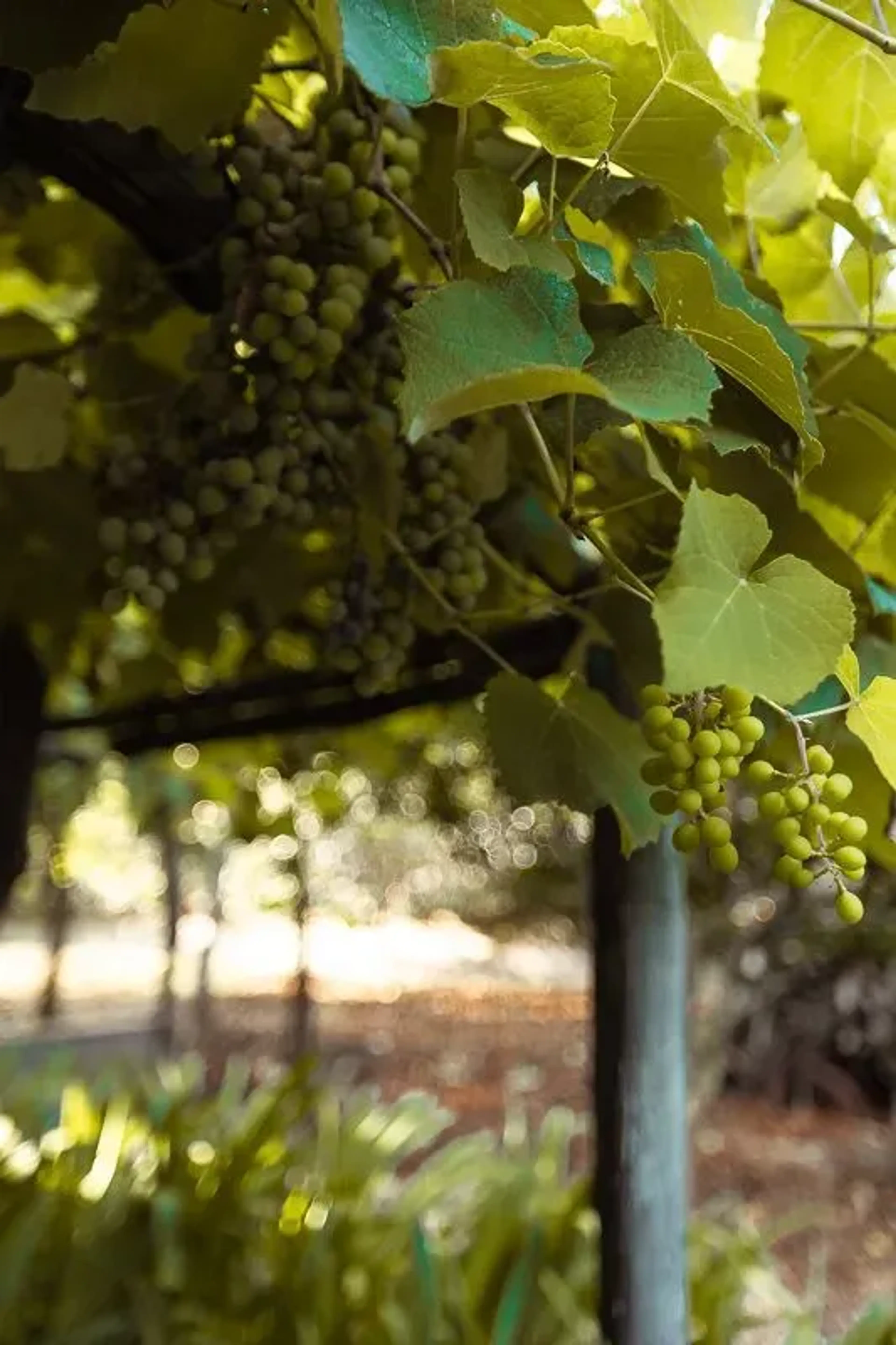 Pergola with grapevine - Villa Sarah Capri