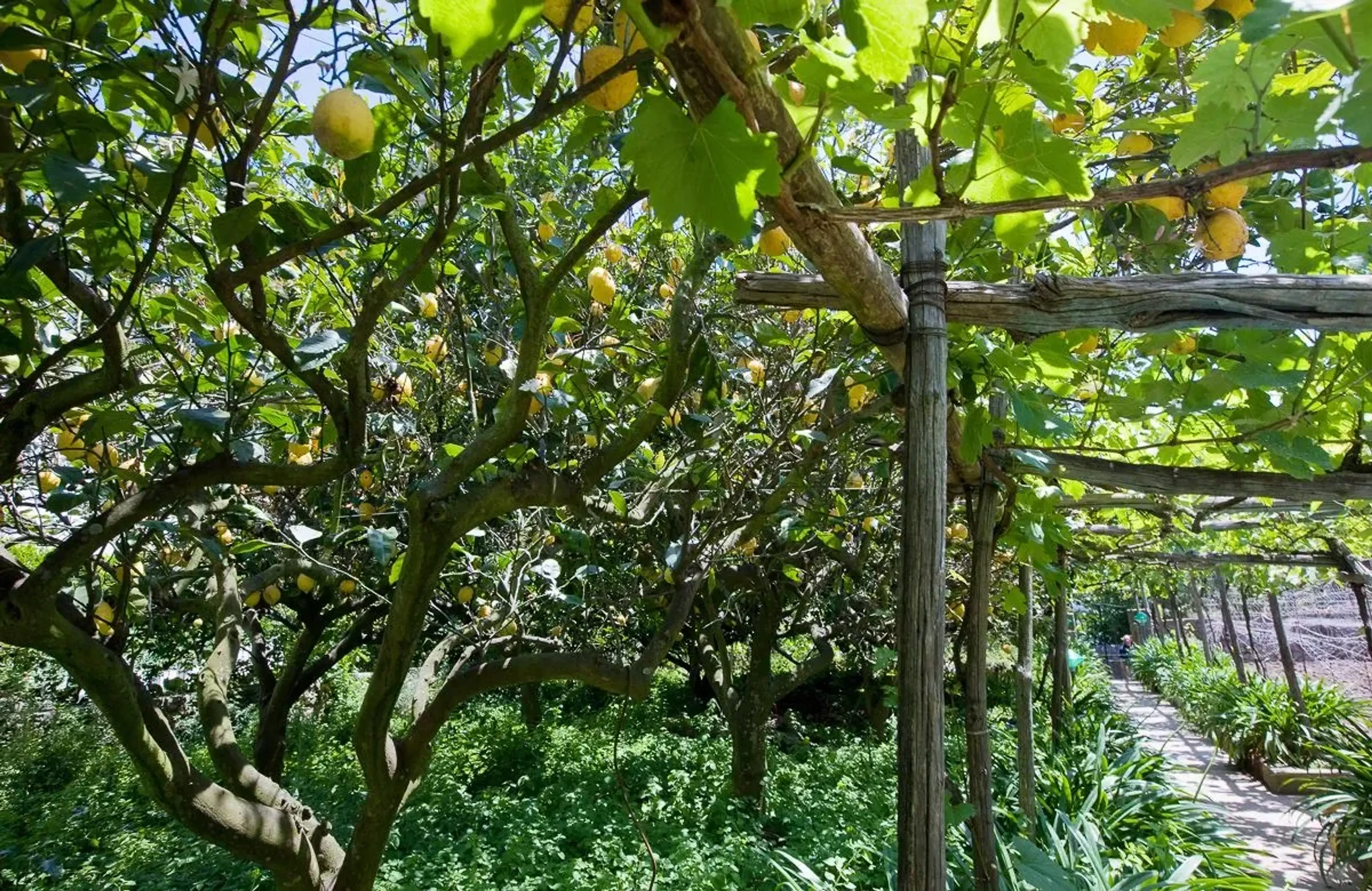 Lemon grove in garden - Villa Sarah Capri